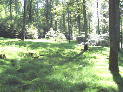 Auszeit mit Wald 2026